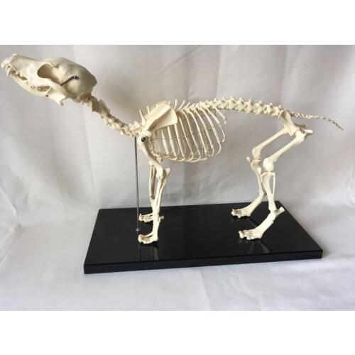 Anatomical Canine Skeleton Pet Dog Veterinary Teaching Animal Model