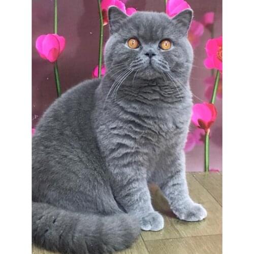 5D Diamond Painting Cat Diamond Embroidery Animal DIY Full Round Mosaic Cross Stitch Rhinestone Handmade Home Decor