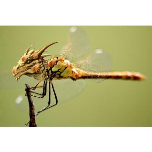 5D DIY square/round Diamond Painting dragonfly Cross Stitch Diamond Embroidery Pattern Rhinestone home decor J0816