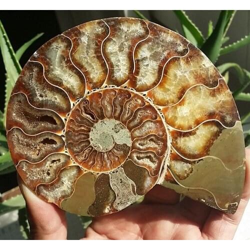 385g 1 Pair Half Cut Ammonite Shell Jurrassic Fossil Specimen