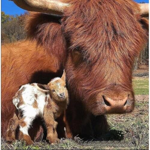 DIY Diamond Painting Cross Stitch Highland Cow pattern 3D Diamond Embroidery Full square round Diamond Mosaic Crystal wall Decor