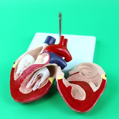 Veterinarians Dog Canine Heart Anatomy Model Dog Anatomy Organ Medical Science Educational Teaching Anatomical Skeleton Animal