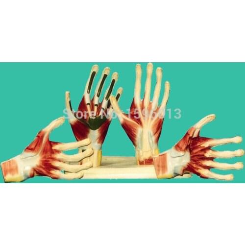Palm Anatomy Model, Hand Anatomy model,Palm Model