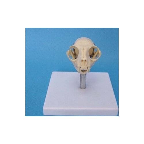 Cat head skull model Animal bones skeleton Veterinary specimens free shipping
