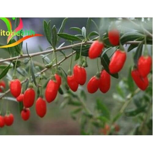 Natural dried medlar, medlar, medlar, anti-cancer, anti-aging. Good for liver and eyes