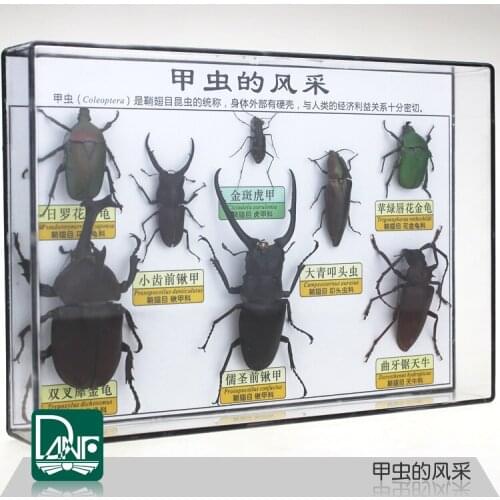 3/5/8 kinds of Insect specimens beetle Cicindela aurulenta Fabricius rypoxylus dichotomus science teaching equipment