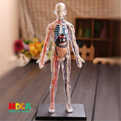 1:6 Translucent person 4d master puzzle Assembling toy human body organ anatomical model medical teaching model