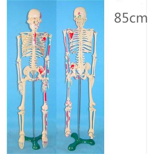 Number coding of muscle starting point 85CM human skeleton model Skull Skeleton Model medical human body model
