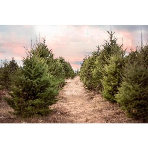 Christmas Tree Farm Sunset Evergreen backgrounds High quality Computer print children kids photo backdrop