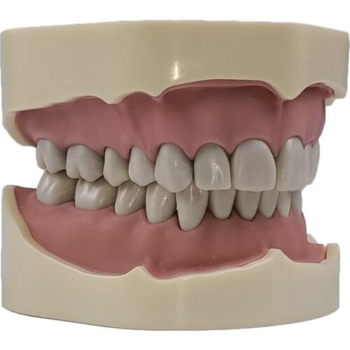 1pc Dental Study Teeth Jaw Model with Screw Fixed Teeth Model with 28/32 Pieces Teeth for Dental education Using dental school