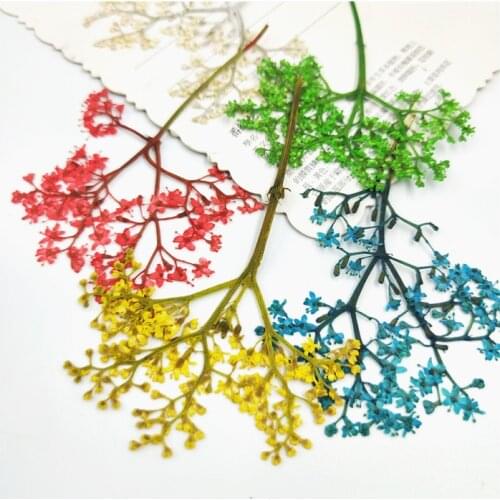 12pcs,Nature Pressed Flowers like trees,Dried Flower for DIY Wedding invitation Graft bookmack card Gift phone shell Decoration