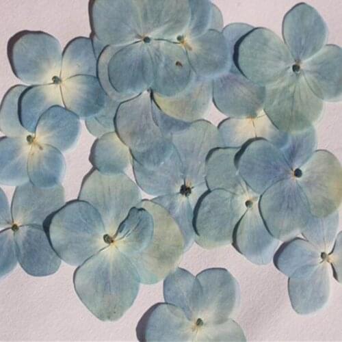 60pcs Pressed Dried Natural Hydrangea Macrophylla Flower Plants Herbarium For Jewelry Phone Case Bookmark Making Accessories