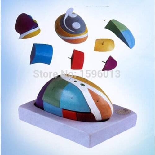 HOT Magnified Thalamus Model, Human Thalamus Anatomical Model