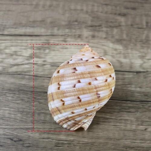 5pcs natural conch shell snail aquarium decoration large screw roll shell fish natural sea shell decoration
