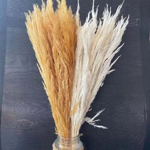 Flower Ear:20~30CM/50PCS Natural Dried Flowers Small Golden Reed,Pampas Grass Bouquet,Dry Bulrush,Trawa Pampasowa,Home Decor