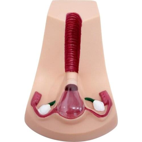 Female Intrauterine Contraceptive Device Model,IUD Training Simulator Brand new