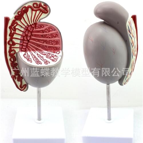 3 Times Male Human Reproductive System Anatomy Testicular Amplification Model Medical Teaching Model