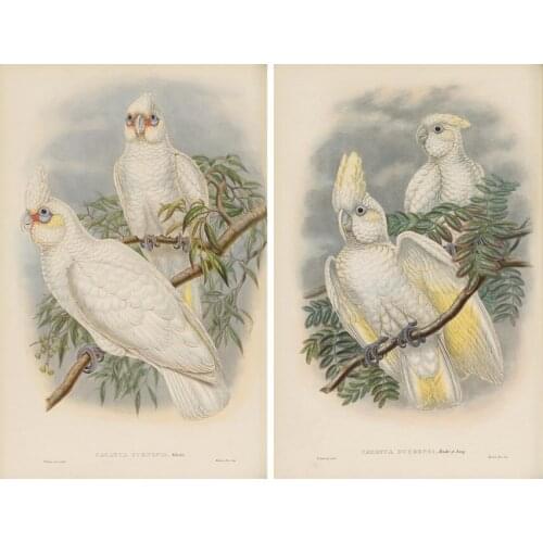 Pastoral animal tow white parrot scenery set oil painting canvas prints printed on canvas home wall art decoration picture