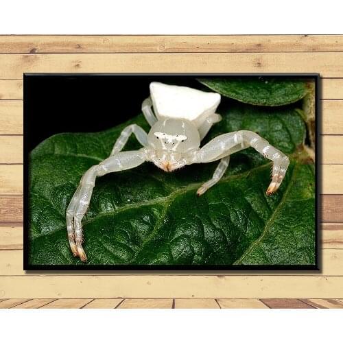 Crab Spiders Strange Animal (6) Wall Posters Prints Silk Art Painting For Home Wall Bedroom Decor
