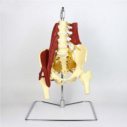 1:1 lumbar vertebrae with vital muscles Pelvic muscle model Vertebrae, pelvis, spine, skeleton protrusion of intervertebral disc