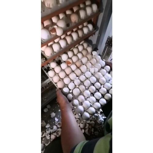 880 Egg Farm Hatchery Incubator Brooder Machine Hatcher Mini Household Chicken Automatic Eggs Incubator Bird Quail Brooder