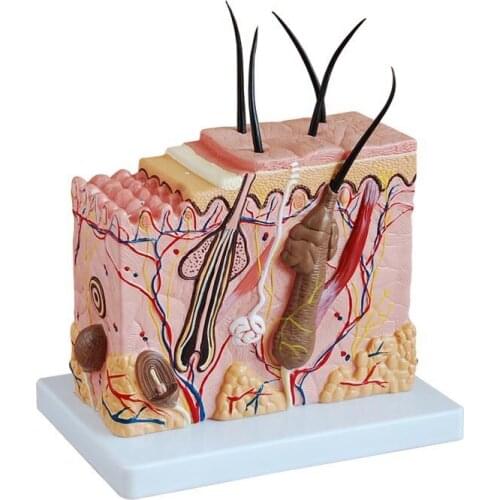 Skin magnification model