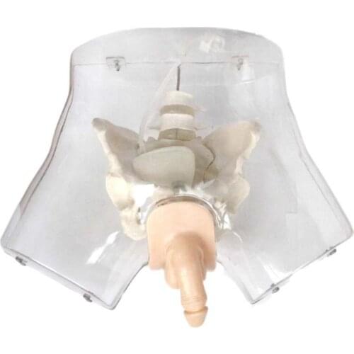 Training manikin Medical teaching Nursing skills Transparent Male Urethral Catheterization Simulator