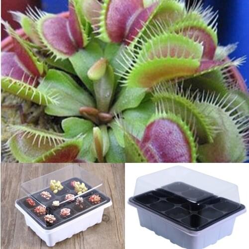 5-Pack Reusable Seed Starter Tray Kit with Drain Holes, Dome and Base + 1 bag Jardineria Venus Fly Trap Carnivorous Plant Seeds