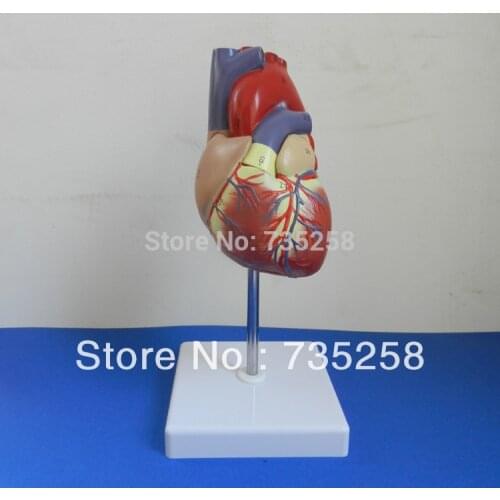 1:1 Simulation Model Of Cardiac Anatomy ,Human Heart Model