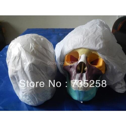 Life-Size Skull model , A 1:1 model of the skull Color partition model of the skull