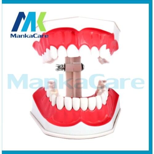 Manka Care - Oral Tooth model Kindergarten children brushing Early Learning Training Teeth dentist demonstration Education
