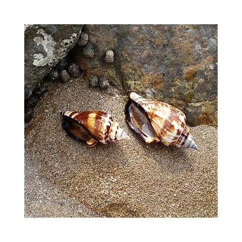 BlackMouthed Snails Seashells white Coral Ornaments Fish Tank Landscaping Wedding Platform Decorations