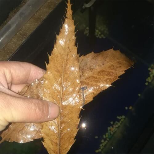 50pcs per lot fish tank leaves Aquarium Natural Lower PH Adjust PH Acidity Acid-lowering Water Treatment Aquarium Decoration