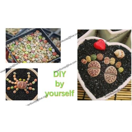 Not Real Lithops DIY DECORATION Not Seeds Stones Artificial Exotic Plants Unusual Succulent FREE SHIPPI