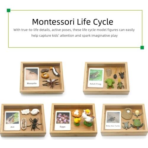 Montessori Baby Learning Life Cycle Matching Animal Cards and Crafts Frog Chicken Preschool Educational Toys For Toddlers D1644H