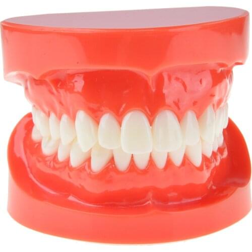 Medical Science Dental Prosthesis Teeth Model Jaw Standard Typodont Demonstration Denture Teaching Resources Model Dentist Tool