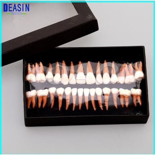 1 Set Dental Oral 28 PCS 1:1 Permanent Teeth Model Demonstration Teach Study
