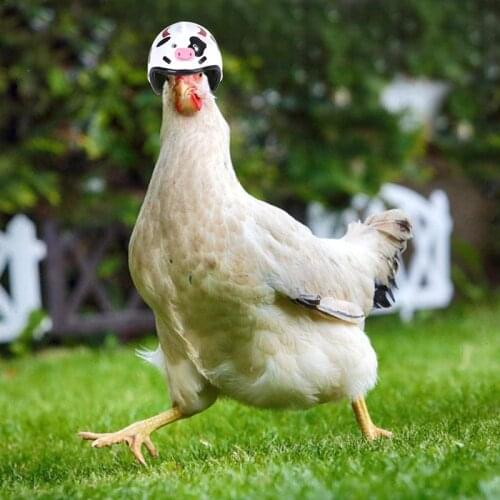 4/3/2/1Pcs Chicken Helmet For Pets Funny Protective Chicken Helmet Hen Chicken Hard Hat Bird Hat Hood For Animal