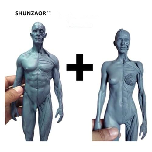 1:6 30cm l Human anatomy Male&female Flesh Anatomy comparative anatomy set skull brain skeleton dental camera make up model