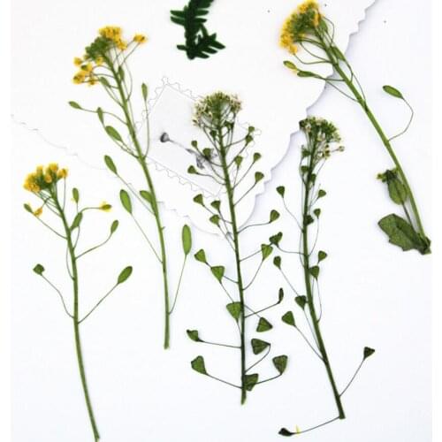 60pcs Pressed Dried Draba nemorosa Flower Plants Herbarium For Epoxy Resin Jewelry Making Bookmark Face Makeup Nail Art Craft