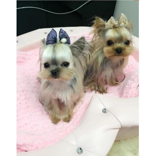 New Pet Products Dog Grooming Bows Dog Crown Hair Accessories Tulle Pet Dog Bow Clips 12pc/lot