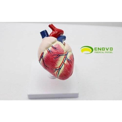 Dog Canine Pet Medical Heart Model Organ Veterinary Vet Animal Anatomy Education Teaching Model ATT