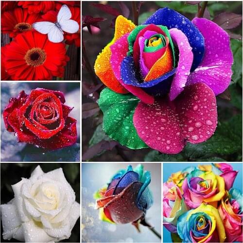 5D DIY Diamond Painting Rose Flowers Full Drill Cross stitch Embroidery Color Canvas Dots Art Craft Tools for Home Wall Decor