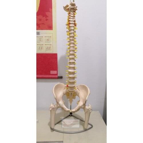 Life-Size Vertebral Column with Pelvis and Femur Heads，Spine, pelvis, femur
