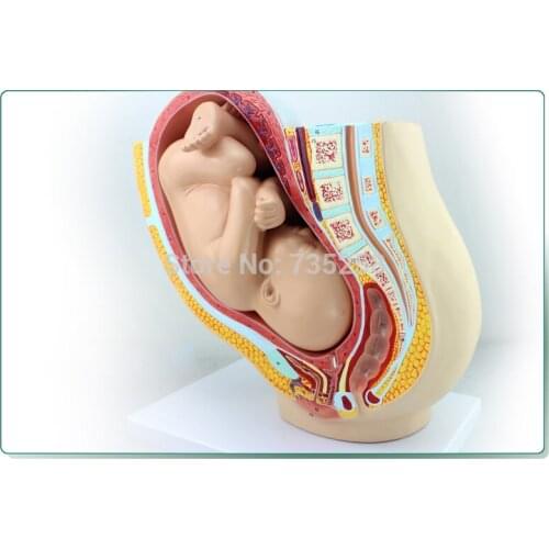 Nine Months of Pregnancy The Fetus Pelvis Model,Female Pregnancy Fetal Model