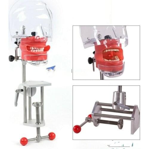 Bench Mounted Dental Manikin Phantom Head Model Tooth Teeth Training Simulator