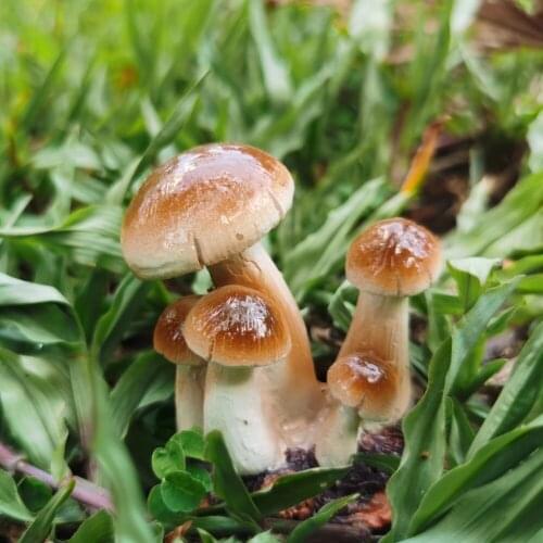 Super mini primary color mushroom cultivation potted microlandscape garden decorative flower pot ornaments lovely