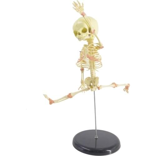 PVC Single Head Baby Skull Human Research Model Skeleton Anatomical Brain Anatomy Teaching Study Display