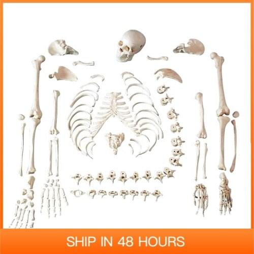 Full Size Human Disarticulated Skeleton Model with Skull Anatomical Medical Science Spine Pelvis Ribs Femur Tibia Anatomy