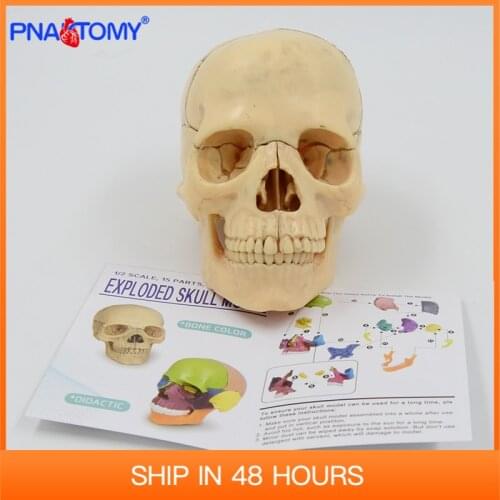 4D disassembled classic skull anatomical model 15pcs/set medical teaching tool human anatomy dental study school used